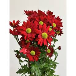 Margarita Nac. Roja 75gr