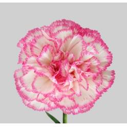 Clavel Col. Select Komachi Bic.