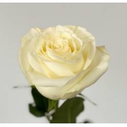 Rosa Ecu. Proud 70cm