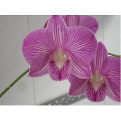 Dendro Candy Stripe 50cm Bi