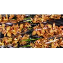 Cymbidium Charly Brown 80cm Nj.