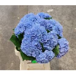 Hortensia Hol. Hilde Moorhof 60cm �16/18 Azul