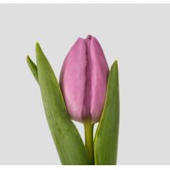 Tulipan Hol. Alibi 40cm Mlv.