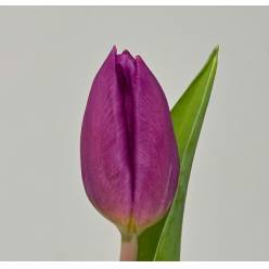 Tulipan Hol. Purple Prince Morado 30cm