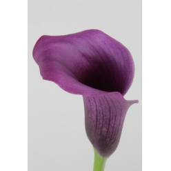 Calla Paco 50cm