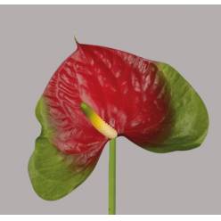Anthurium Hol. Narita Bicolor 11  "CC16"