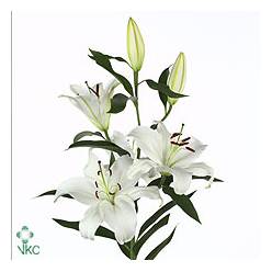 Oriental Hol. Bl. Santander 90cm 4/5 fl.