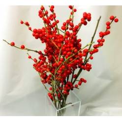 Ilex Verticillata 30cm