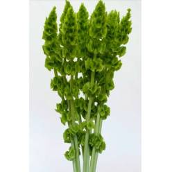 Moluccella Hol. 90cm