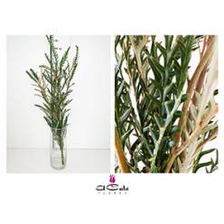 Grevillea Hol. Ivanhoe 55cm  x5-Tall.