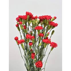 Clavel Mini Rojo