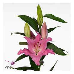Oriental Hol. Lexus 80cm 4/5 fl.