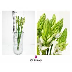 Ornitogalum Hol. Thyrsoides 50cm