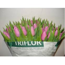 Tulipan Hol. Donau Rosa 40cm