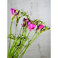 Fresia Nac. Fucsia Extra