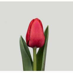 Tulipan Hol. ile De France Rojo 35cm