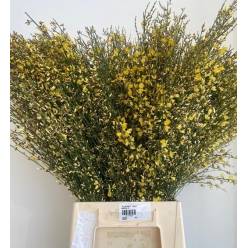 Ginestra Italia Tintada Amarilla 70cm 400gr