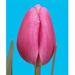 Tulipan Hol. Jumbo Pink 40cm