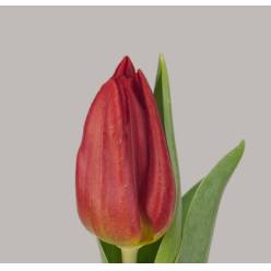 Tulipan Hol. Strong Fire Rojo 40cm