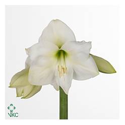 Amaryllis Mont Blanc "CC12"