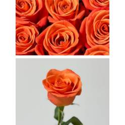 Rosa Ecu. Orange Crush 60cm Na