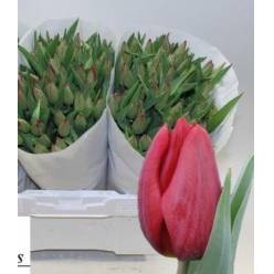Tulipan Hol. Red Gold 40cm