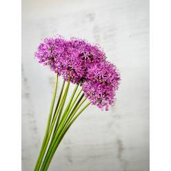 Allium Gladiator 90cm