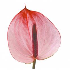 Anthurium Hol. Max. Elegance Bicolor 13  "CC12"