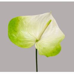 Anthurium Hol. Grace 13  "CC12"