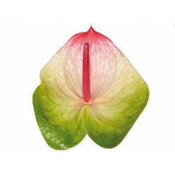 Anthurium Hol. Zafira 15  "CC10"