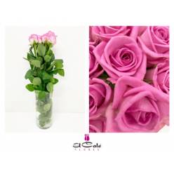 Rosa Hol. Aqua 50cm A2