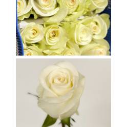 Rosa Ecu. Alba 60cm Bl.