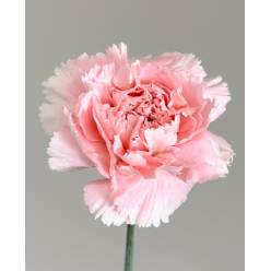Clavel Nac. 70cm Rosa claro
