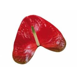Anthurium Hol. Red Amor �11  "CC16"