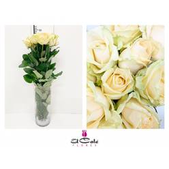 Rosa Hol. Avalanche Peach 55cm