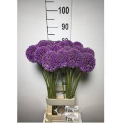 Allium Globemaster Gigante 80cm