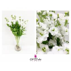 Aleli Hol. Centum White 55cm "T10"