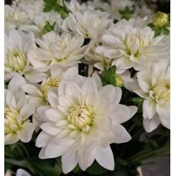 Dalia Hol. Overig Blanca 50cm x10