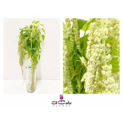 Amaranthus Hol. Green Pearls 80cm