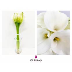 Calla Captain Ventura 60cm Doble
