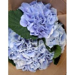 Hortensia Hol. Verena Azul 60cm 18/20