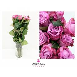 Rosa Hol. Maritim 60cm Mo.