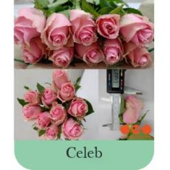 Rosa Hol. Celeb 50cm