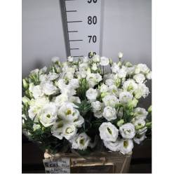 Lisiantus Hol. G Ros. White 65cm 45gr "T10"