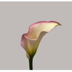 Calla Captain Rosette 60cm