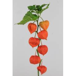 Physalis Naranja 90cm "CC40"