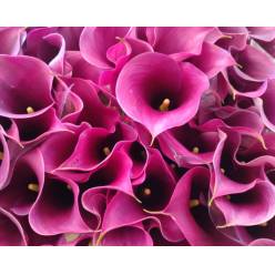 Calla Captain Promise 50cm
