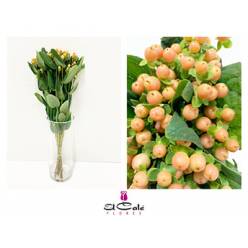 Hypericum Ecu. Mellow Romance 50cm "T25" Peach