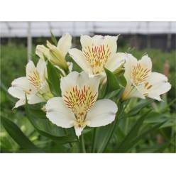 Alstroemeria Col. Fancy Blanca