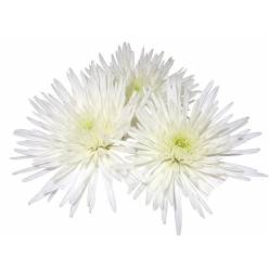 Uniflor Col. Anastasia Blanca